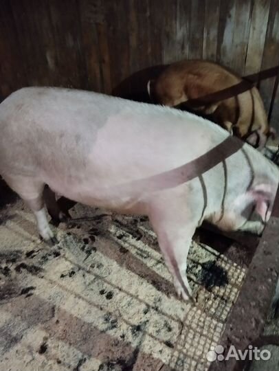 Хряк, 2 года