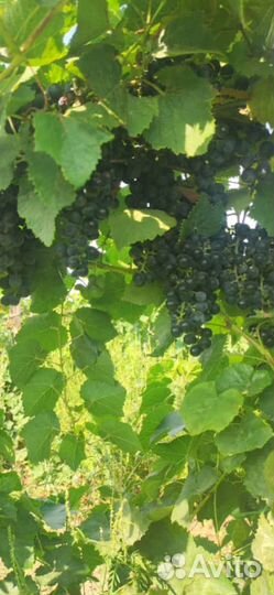 Виноград разных сортов
