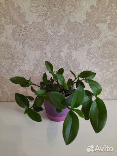 Традесканция