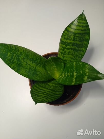 Сансевиерия ханни грин