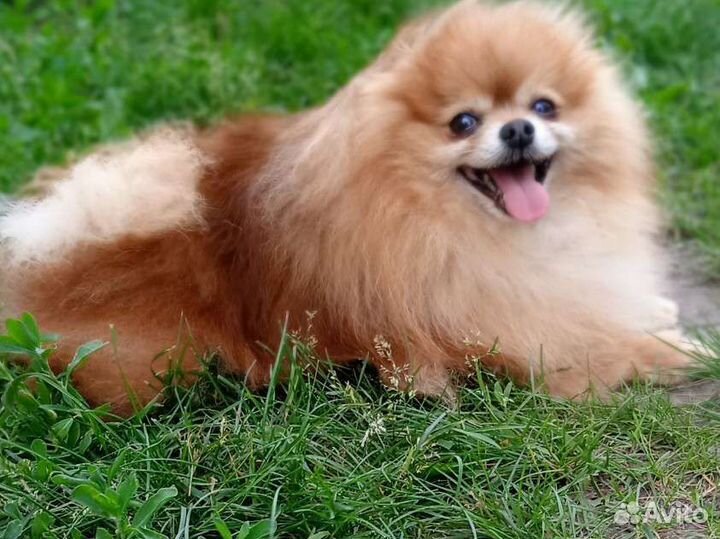 Померанский шпиц. Жених