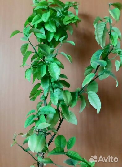 Лимонное и мандариновое деревья