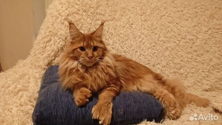 Мейн-кун покидакт вязка