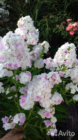 Многолетники