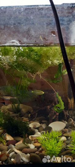 Аквариум с рыбками