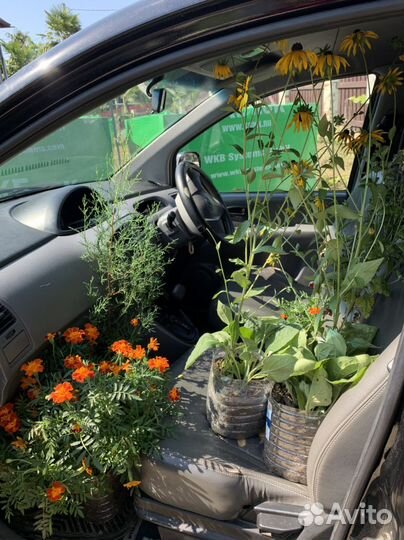 Хризантема многолетняя желтая