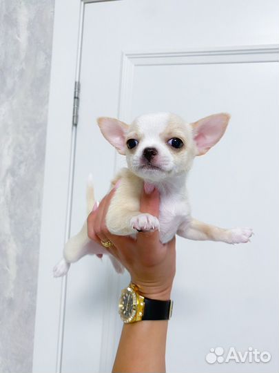 Чихуахуа девочка мини