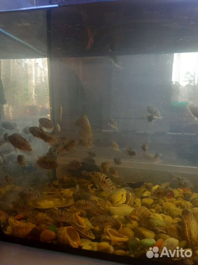 Аквариум с рыбками