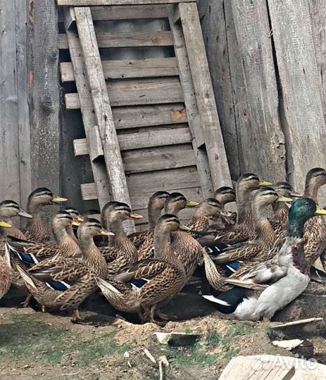 Утки подсадные для охоты