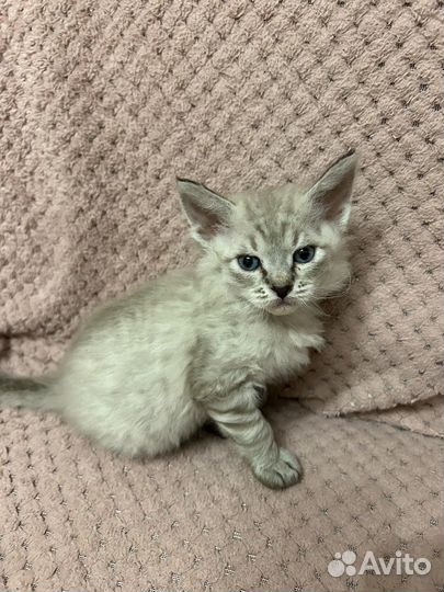 Отдам котенка в добрые руки