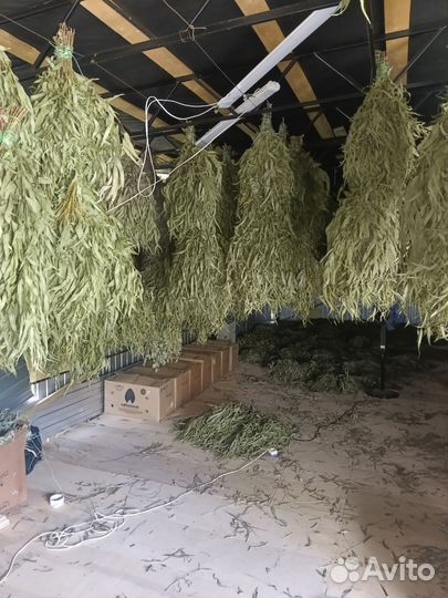 Листья эвкалипта, эвкалипт длиннолистый, веник чай