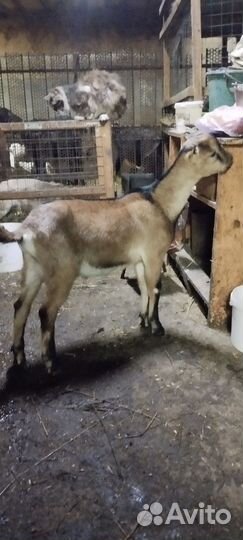 Козы ламанча