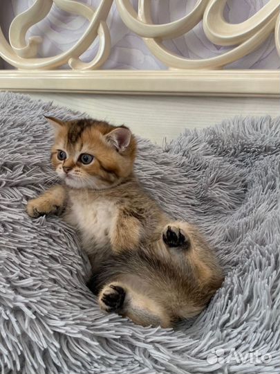 Шотландские котята