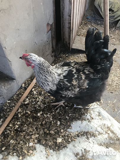 Петух Брама