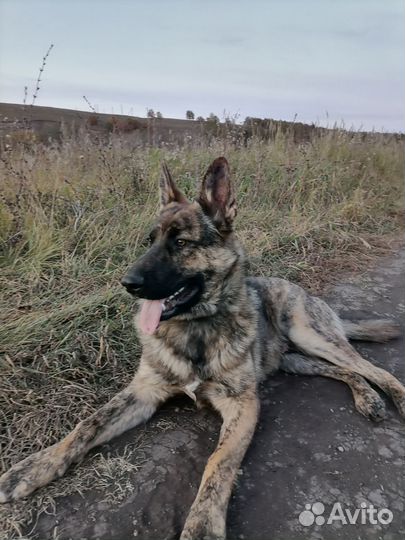 Собака немецкая овчарка мальчик