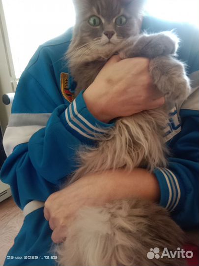 Взрослая кошка от хозяйки в добры руки