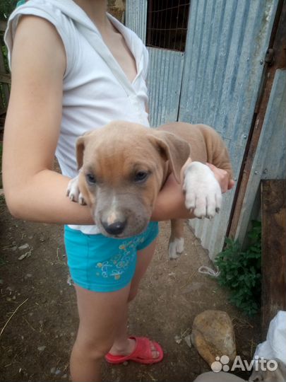 Щенки амстаффа