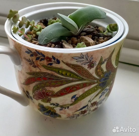 Гастерия