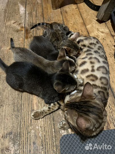 Котенок от бенгальской кошки