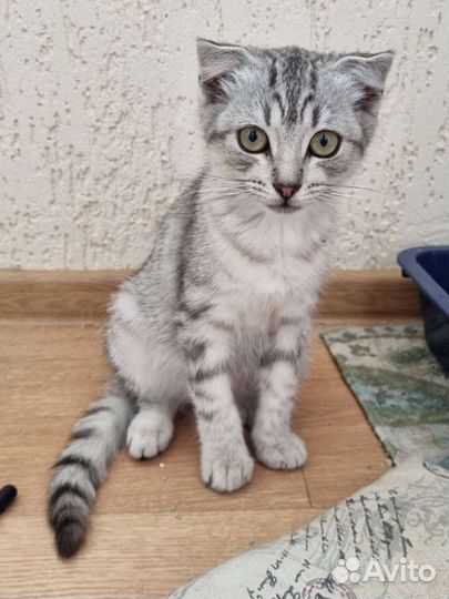 Котенок в добрые руки