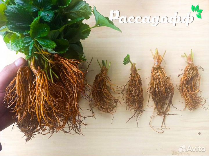 Рассада клубники. Элитные сорта