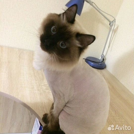 Стрижка собак/кошек выезд на дом, уз-чистка зубов