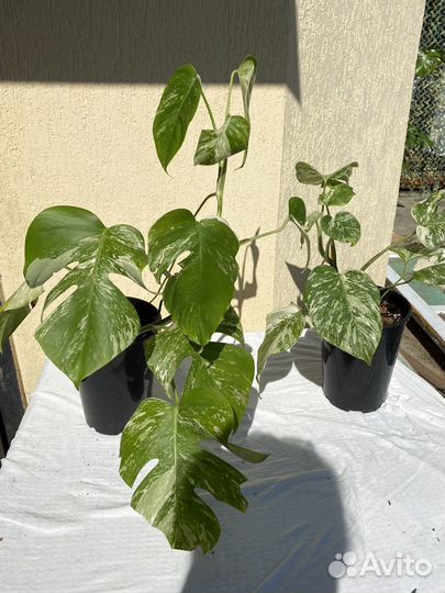 Комнатные цветы Монстера alba вариагатная