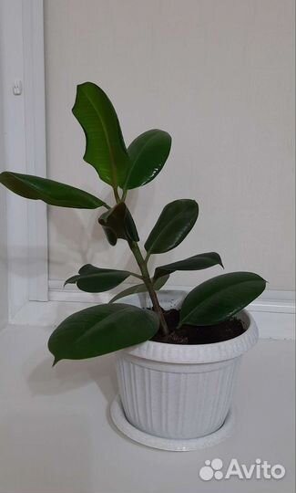 Фикус каучуконосный