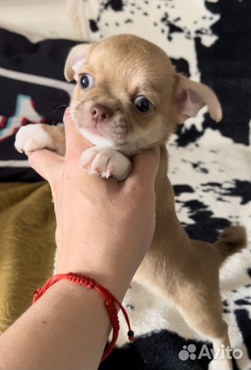 Щенки чихуахуа мини и стандарт