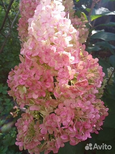 Морозники, гортензии метельчатые