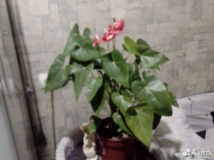 Комнатные цветы антуриум