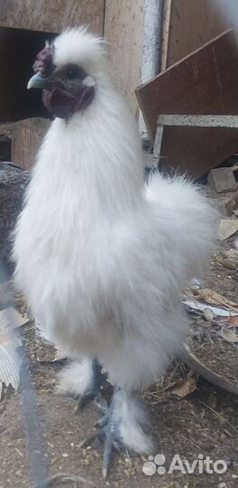 Петух китайский шелковый и Нидерхайнер