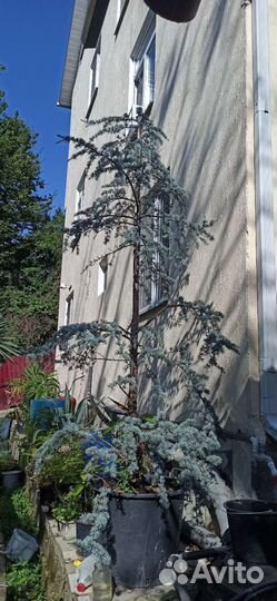 Ель голубая