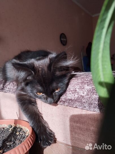 Кошечка ищет дом