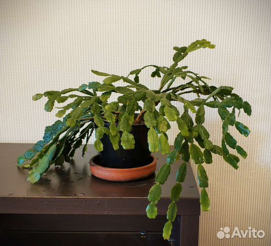 Декабрист розовый шлюмбергера