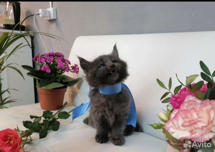 Котята мейн-кун