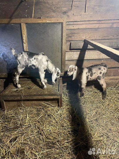 Нубийские козлята