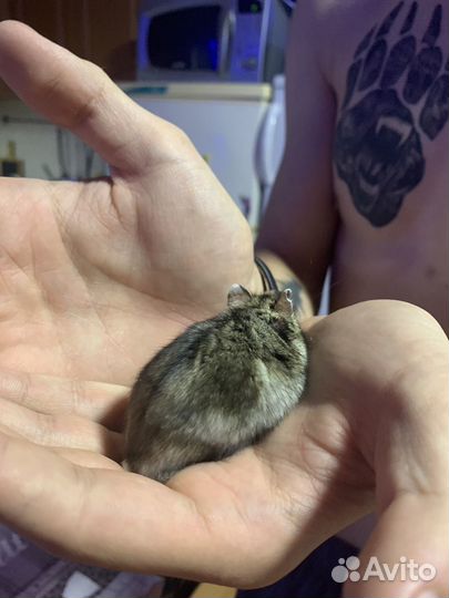 Джунгарский хомяк