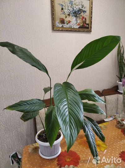 Спатифиллум гигант