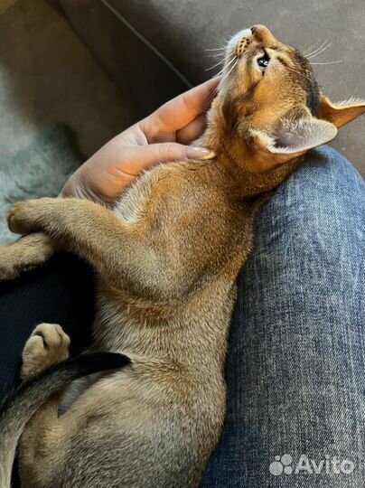 Абиссинские котята дикого окраса с родословной