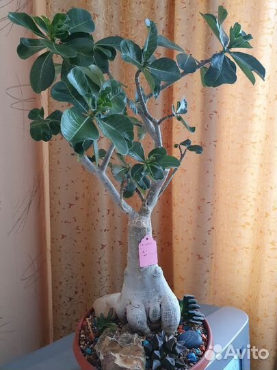 Адениум привитый