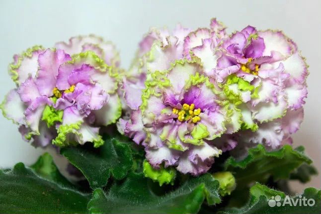 Актуальный список деток