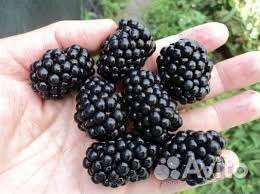 Саженцы Ежевики Торн - Фри