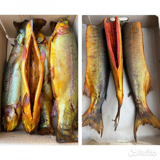 Рыба холодного копчения и провесная