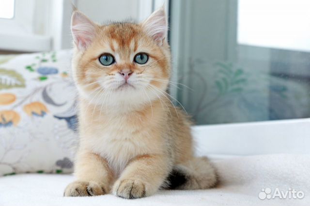 Британские котята золотого окраса объявление продам