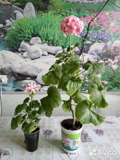 Герань пеларгония