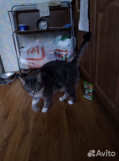 Породистая молодая кошечка ищет дом