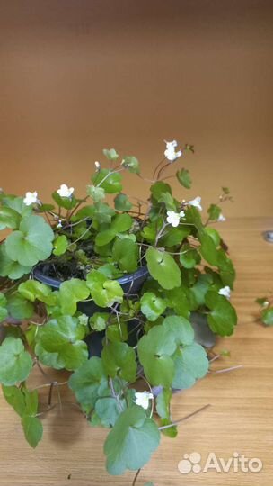 Крестовник Дельфинчики, цимбалярия