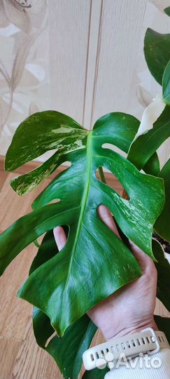 Монстера вариегатная Альба