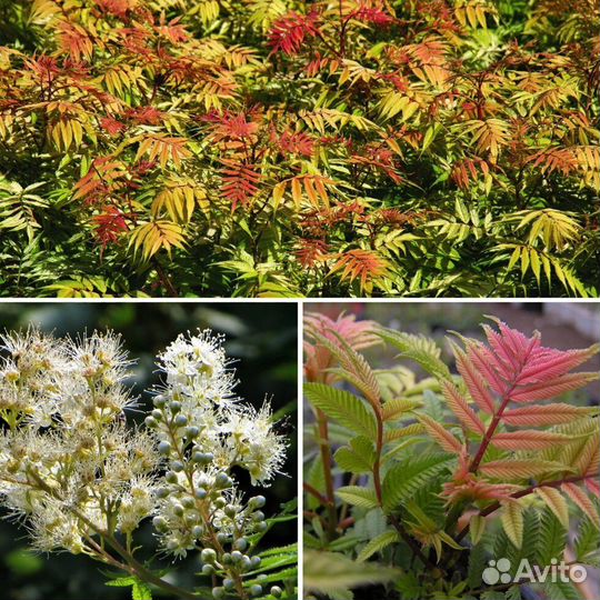 Рябинник,гортензия древовидная,лох серебр.,сирень